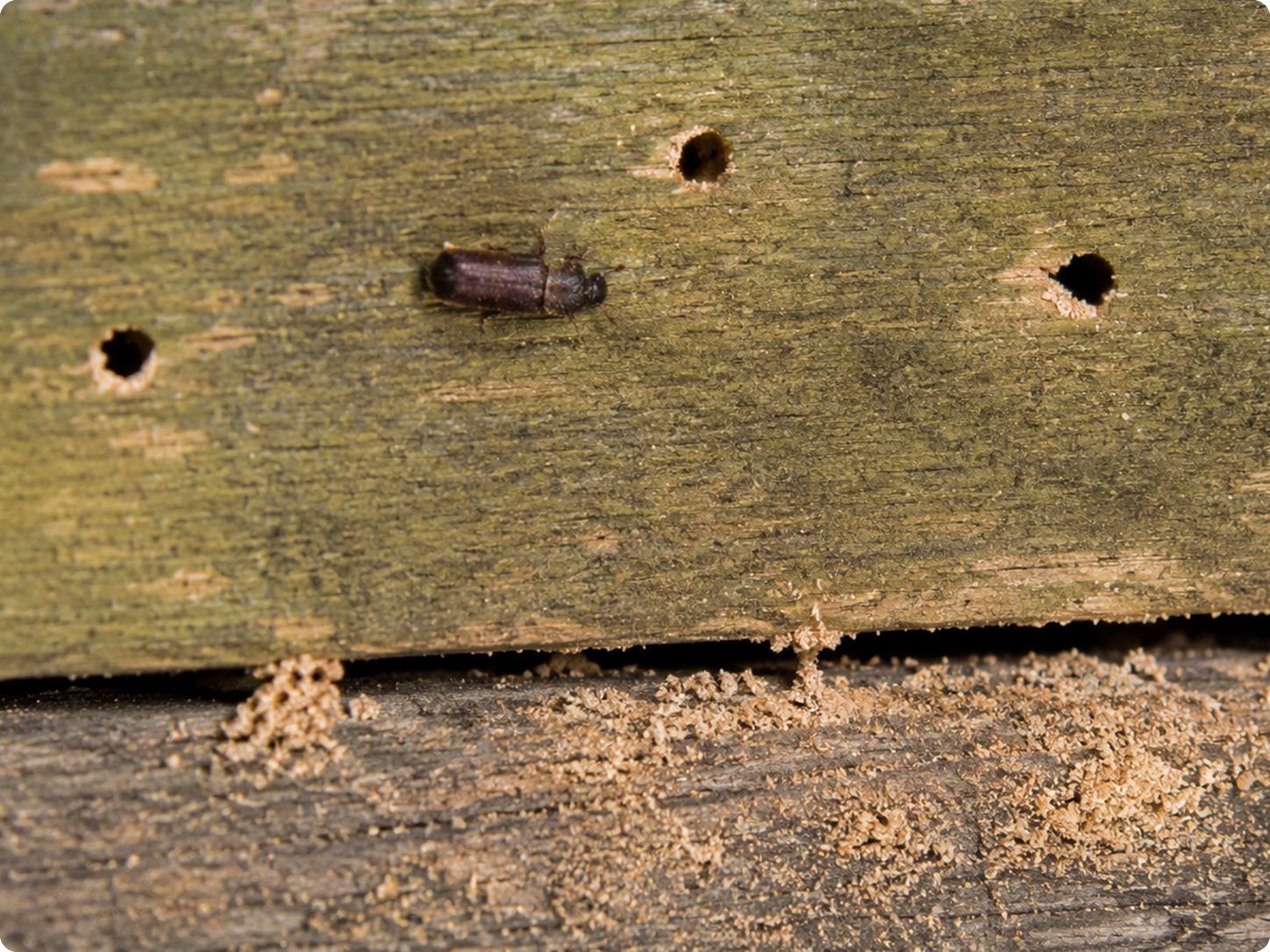 Wood-boring beetles damaging a wooden picnic table with small exit holes and wood debris
